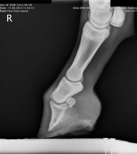 √画像をダウンロード Horse Club Foot Xray 157011 Club Foot Horse X Ray