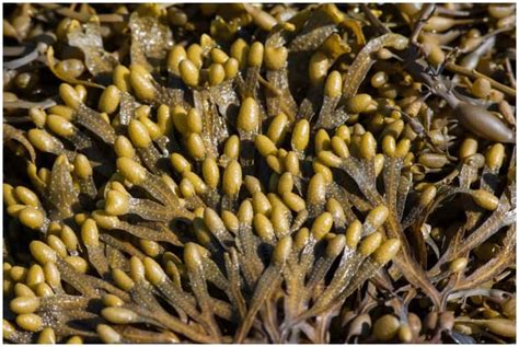 Phaeophyta Brown Algae Interesting Facts Health Guide Net