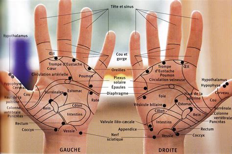 Affiche des points d'acupuncture du pied 50 x 70. Les mains digitopuncture 1 | Acupression, Citron pour ...