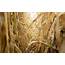 Corn Field Nature  HD Desktop Wallpapers 4k