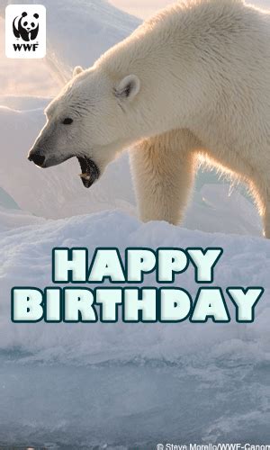 Birthday Ecards From Wwf Free Birthday Ecards World Wildlife Fund