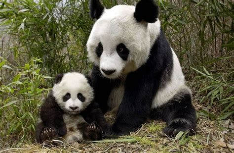 Ursa Panda E Filhote Animais Filhotes Pandas Urso Panda