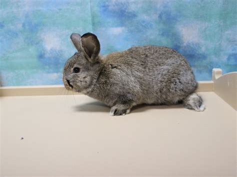 Dwarf cat breeders are, it seems, eager to develop and promote their breed and i am sure that they are pleased to see the uk involved for the first time. Netherland Dwarf-RABBIT-Female--2939350-Petland Racine, WI