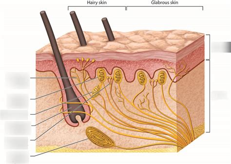 Derm Anatomy Hair Follicle Diagram Quizlet