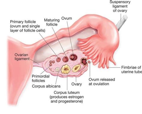 Structure Of Uterine Tube And Ovary Medizzy