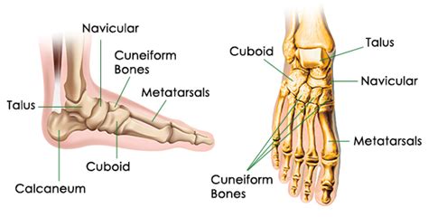 While their parts are similar in general, their structure has been adapted to differing functions. Bones of the Foot Diagram - Bodytomy