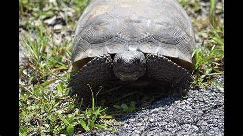 Gopher Tortoise Of Florida Youtube