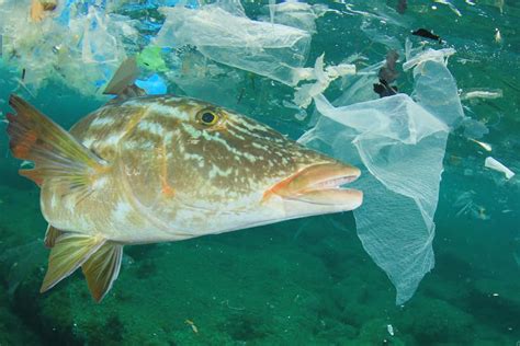 Plastic Oceans A Dangerous Trend For Shipping And The World More Than