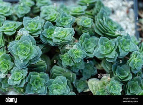 Sedum Is A Green Emerald Succulent Plant Fresh Natural Stonecrop Bush