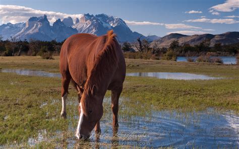 Horses Are Grazing On The Beautiful Background Of Patagonian Andes