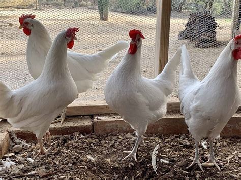 California White Chicken Quiet Superstars Of Backyard Flocks Rural