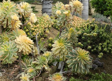 Grow Aeonium Arboreum Sunburst In Your Succulent Garden Dengarden