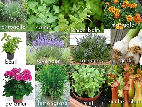 12 Plants That Repel Mosquitos From Your Backyard Living Space