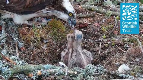 Highlights From The 2021 Osprey Season At Loch Of The Lowes Wildlife