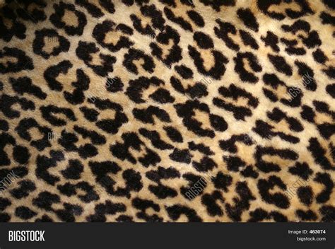 Leopard Print Stock Photo And Stock Images Bigstock