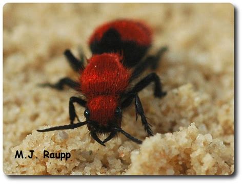 It is possible to deal with them on your own! Red velvet ant, Dasymutilla occidentalis — Bug of the Week