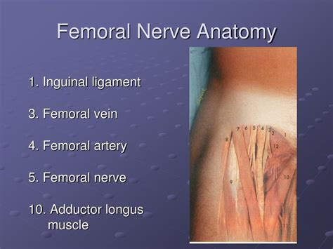Femoral Nerve Divisions