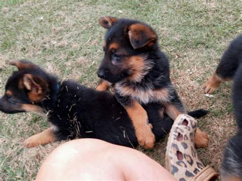 Rehoming 4 Red And Black German Shepherd Puppies The Colony Puppies