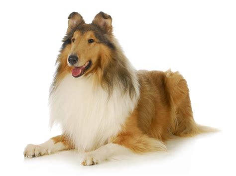 Collie Dog Breed Guide Stats Photos And Videos