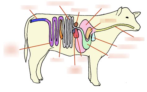 Cattle Internal Anatomy Diagram Quizlet