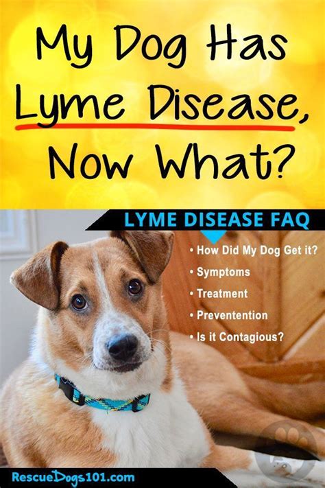 What You Need To Know About Lyme Disease And Your Dog Dog Treatment