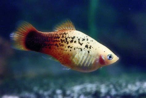 Platy Fish Colors Patterns And Fin Types