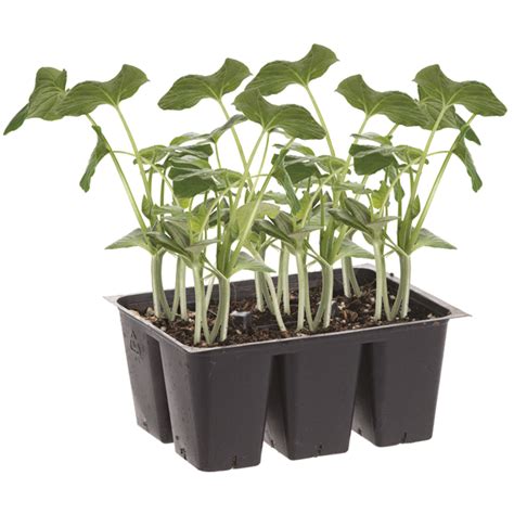 Bonnie Plants Cucumber Burpless Bush Hybrid 606 Ct Shipt