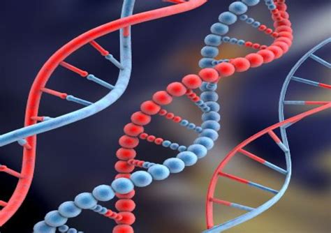 Adn — la double hélice d'acide désoxyribonucléique (adn) est le supportde l'information génétique: Nuestro ADN es menos humano de lo que pensábamos - Quo