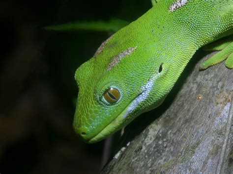 Check spelling or type a new query. Lizard Photo Galleries