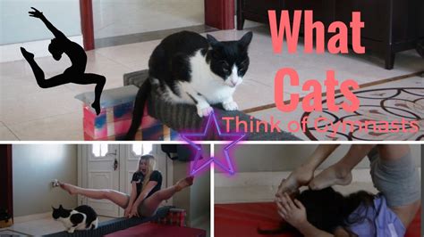 What Cats Think Of Gymnasts Tumbling Cats Youtube