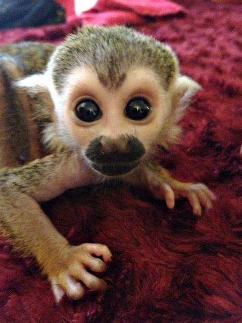 Newborn Squirrel Monkey