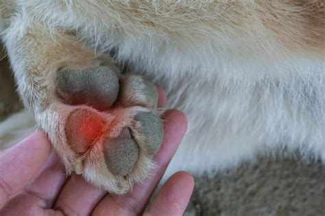 Dog Paw Pad Peeling Uncover 5 Common Causes And Discov