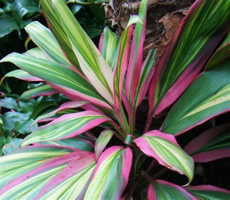 Photo Of The Leaves Of Ti Plant Cordyline Fruticosa Kiwi Posted By