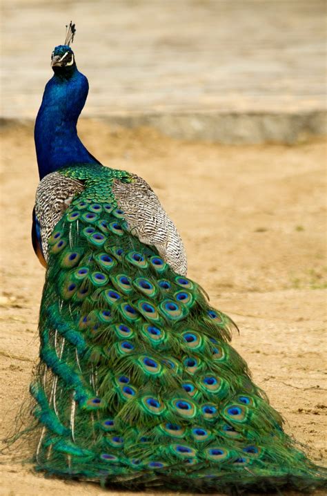 15 Birds With Spectacularly Fancy Tail Feathers Bird Species Animals