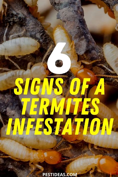 Signs Of Termites How To Identify Common Signs