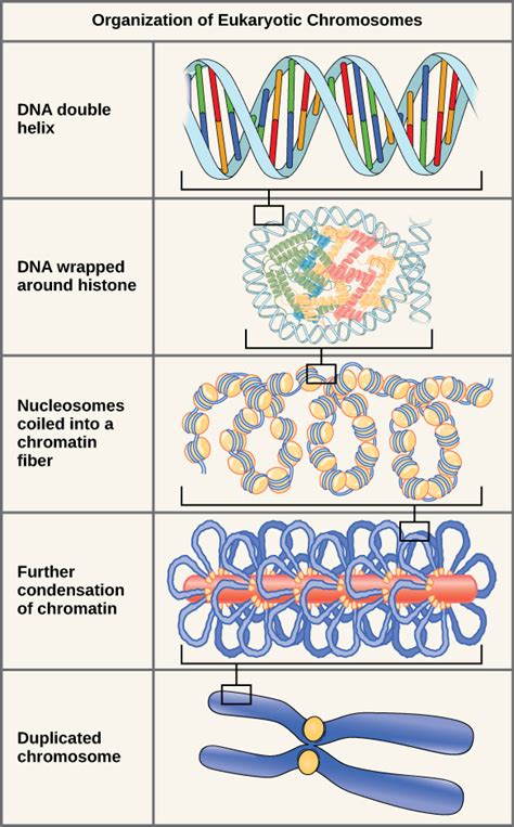 C Eukaryotic Chromosomal Structure And Compaction Biology Libretexts