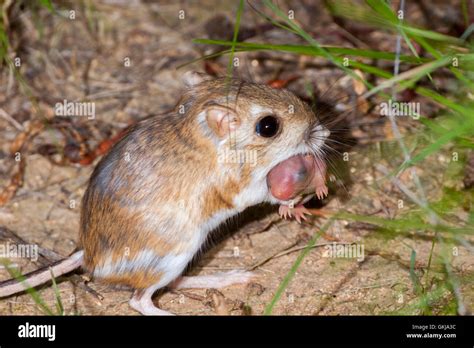 Merriam Kangaroo Rat Dipodomys Merriami Tucson Arizona United States
