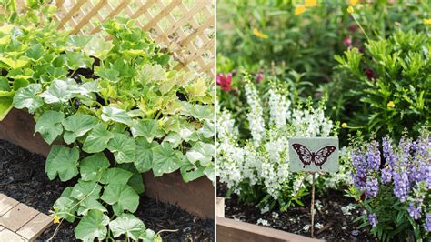 Our Beginner Gardening Tips Raised Garden Bed Tips A