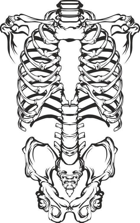 Human Skeleton Sketch Silhouette Vector Free Cdr File Free Download
