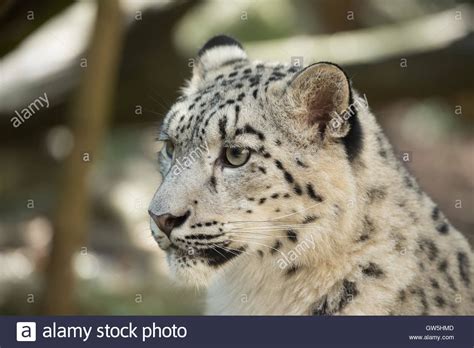 Portrait Of Big Cat Snow Leopard Irbis Uncia Uncia Stock Photo Alamy