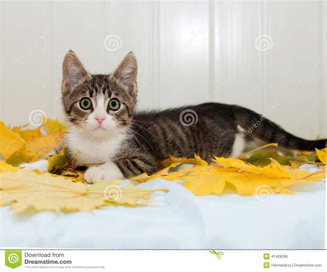Striped Frightened Kitten Lying On Autumn Leaves Stock Photo Image Of