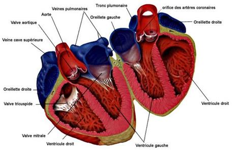 Proiect Didactic Biologie Clasa A 6 A