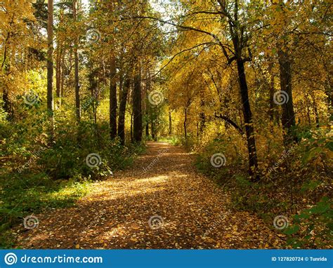 Beautiful Autumn Forest Autumn Park Landscape Stock Photo Image Of