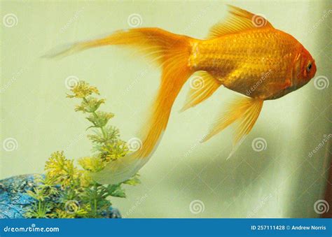 Common Goldfish Pet Stock Photo Image Of Giant Single 257111428