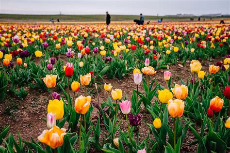 How To Pick Your Own Brilliant Tulips At Burnside Farms 2022