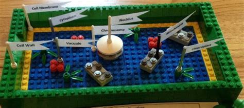 In addition, plant cells differ from animal cells in a number of key ways. Cell Membrane Model Project Ideas - Bing Images | Plant ...