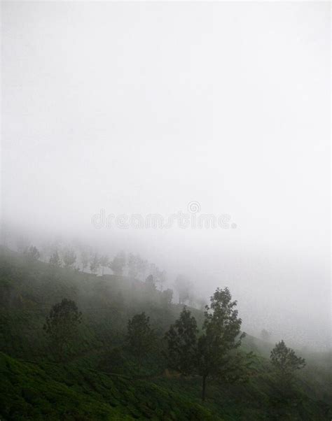 Foggy Mountain In Munnar Kerala India Foggy Hill Valley Stock Image