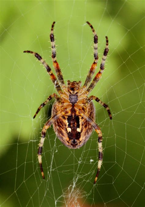Free Images Nature Perspective Fauna Invertebrate Spider Web