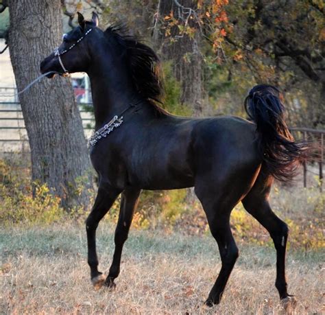 Black Arabian Horse Every Time I See One I Think Of Al Hatal From