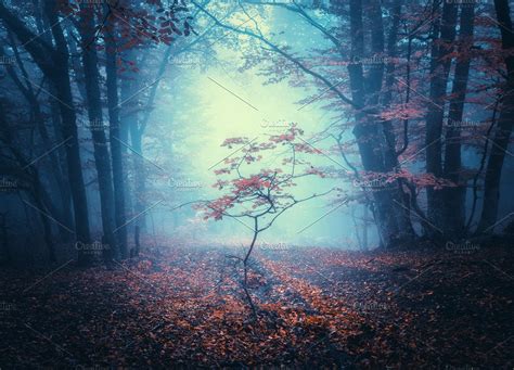 Ad Beautiful Dark Mystical Forest By Den Belitsky On Creativemarket